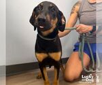 Small #2 Mutt