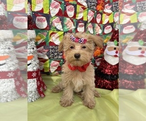 Maltipoo Puppy for sale in LANCASTER, MO, USA