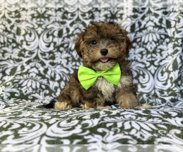 Medium Photo #8 YorkiePoo Puppy For Sale in LAKELAND, FL, USA