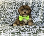 Small #7 YorkiePoo