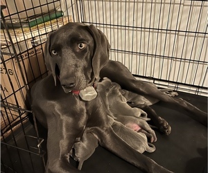 Mother of the Weimaraner puppies born on 02/24/2022