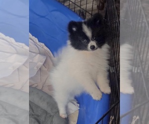 Pomeranian Puppy for sale in SPOTSYLVANIA, VA, USA