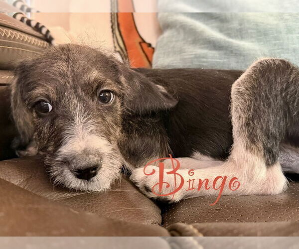 Medium Photo #2 Beagle-Unknown Mix Puppy For Sale in Springdale, PA, USA