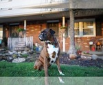 Small Photo #1 Boxer Puppy For Sale in YORK, SC, USA