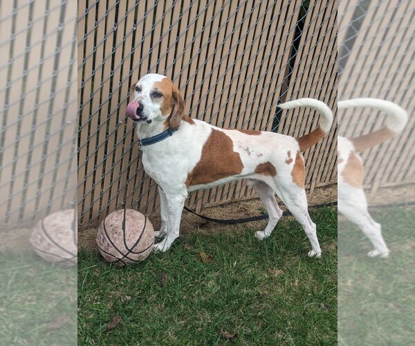 Medium Photo #5 English Coonhound Puppy For Sale in Richmond, IN, USA