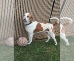 Small #4 English Coonhound