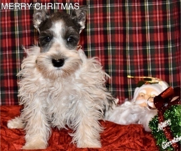 Medium Photo #7 Schnauzer (Miniature) Puppy For Sale in CASSVILLE, MO, USA