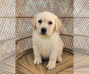 Labrador Retriever Puppy for sale in EASTVALE, CA, USA