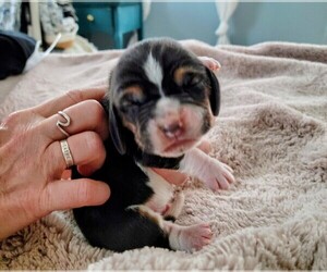 Basset Hound Puppy for sale in PETERSBURG, IN, USA