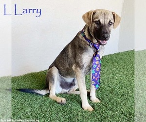 German Shepherd Dog-Unknown Mix Dogs for adoption in San Diego, CA, USA