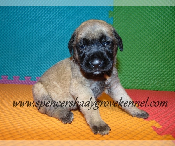 Medium Photo #10 Mastiff Puppy For Sale in CABOOL, MO, USA