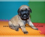 Small #9 Mastiff