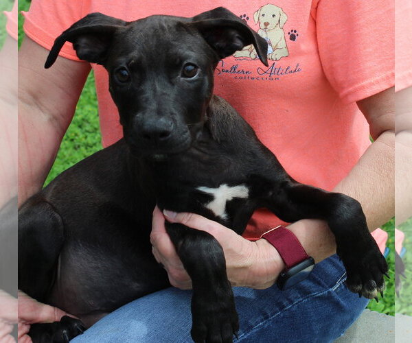 Medium Photo #3 Mutt Puppy For Sale in Prattville, AL, USA