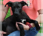 Small #2 Mutt
