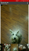 Small Photo #1 Schnauzer (Miniature) Puppy For Sale in HONAKER, VA, USA