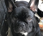 Small Photo #5 French Bulldog Puppy For Sale in JACKSON, NJ, USA