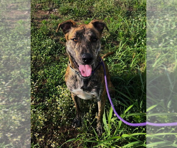 Medium Photo #5 Labrador Retriever-Whippet Mix Puppy For Sale in Evansville, IN, USA