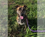 Small #4 Labrador Retriever-Whippet Mix