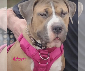 Mother of the American Bully puppies born on 03/26/2025