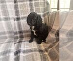 Small Photo #13 Cavapoo (Miniature) Puppy For Sale in SPRING HILL, TN, USA