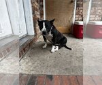 Small Photo #5 American Bulldog Puppy For Sale in columbia, SC, USA