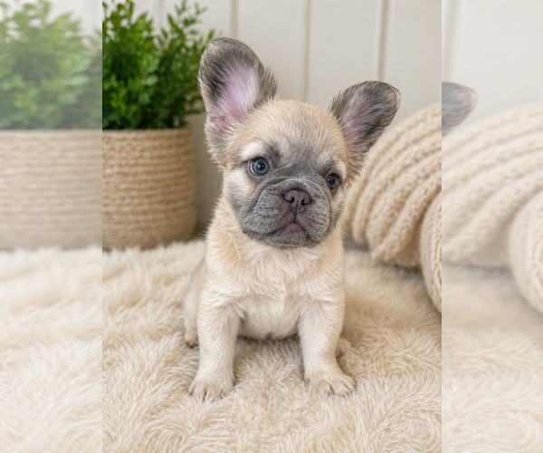 Medium Photo #1 French Bulldog Puppy For Sale in WOODBRIDGE, VA, USA