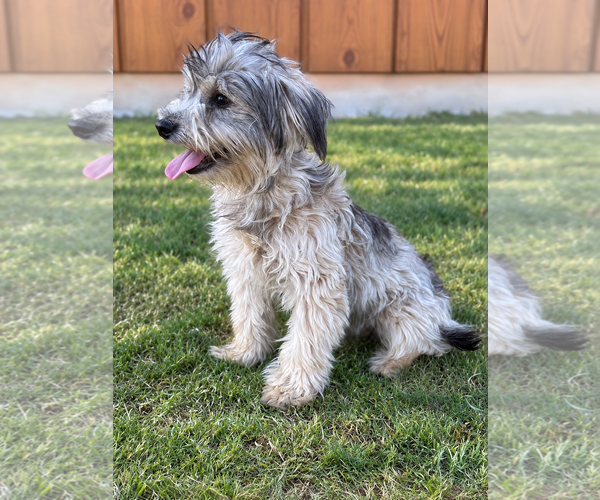 Medium Photo #3 Mutt Puppy For Sale in PIPE CREEK, TX, USA