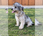 Small #2 Mutt