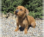 Small #2 Dachshund Mix
