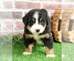 Small #10 Bernese Mountain Dog