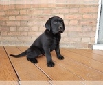 Small Photo #2 Labrador Retriever Puppy For Sale in SCHELLSBURG, PA, USA