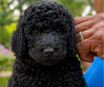 Puppy Betsy Poodle (Standard)