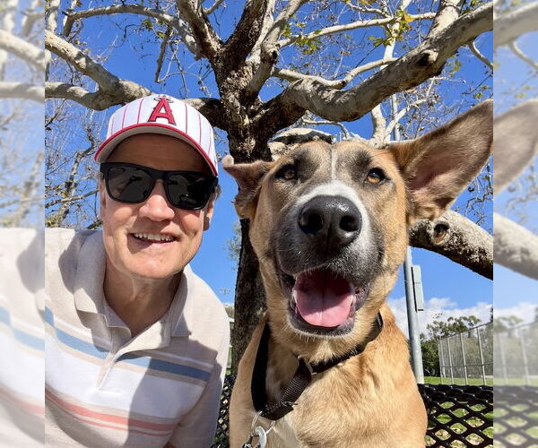 Medium Photo #2 German Shepherd Dog-Unknown Mix Puppy For Sale in San Juan Capistrano, CA, USA