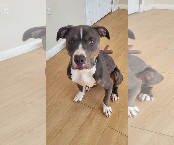 Medium Photo #3 Mutt Puppy For Sale in Rockaway, NJ, USA