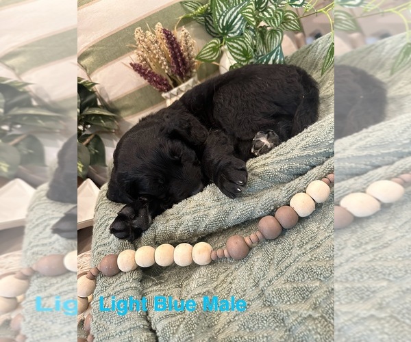 Medium Photo #3 Golden Mountain Doodle  Puppy For Sale in CHOUDRANT, LA, USA