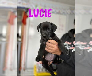 Mutt Dogs for adoption in Mooresville, NC, USA
