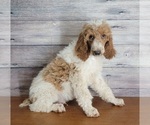 Small #5 Poodle (Standard)