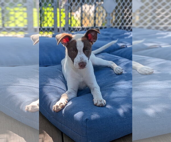 Medium Photo #4 Mutt Puppy For Sale in Fenton, MO, USA