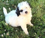 Small #12 Bernedoodle (Miniature)