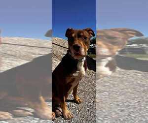 Edward - Male Mutt Dog for Adoption - Photo #8