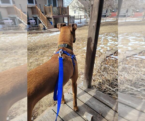 Medium Photo #9 Boxer Puppy For Sale in Woodbury, MN, USA