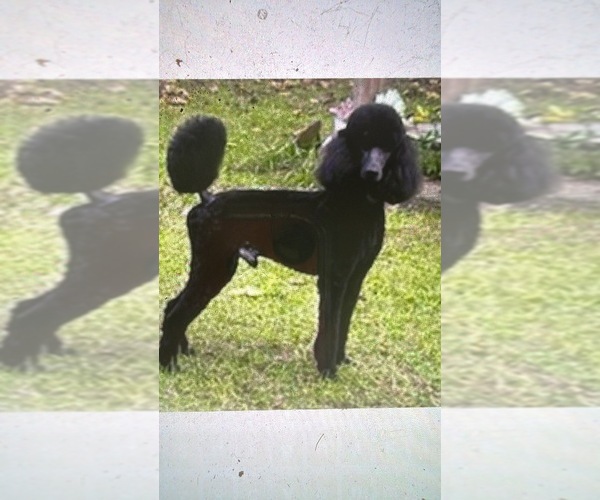 Medium Photo #1 Poodle (Standard) Puppy For Sale in OKEECHOBEE, FL, USA