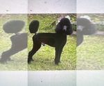 Small Photo #1 Poodle (Standard) Puppy For Sale in OKEECHOBEE, FL, USA
