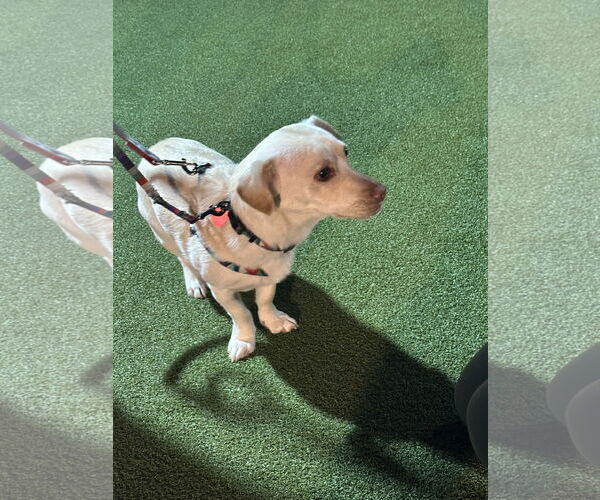 Medium Photo #17 Dachsador Puppy For Sale in Bellevue, WA, USA