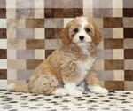 Image preview for Ad Listing. Nickname: Fern
