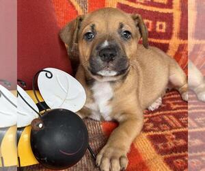 Justice Pup - Writ - Female Labrador Retriever-Unknown Mix Dog for Adoption - Photo #4