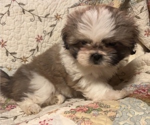 Shih Tzu Puppy for sale in ROGERSVILLE, AL, USA