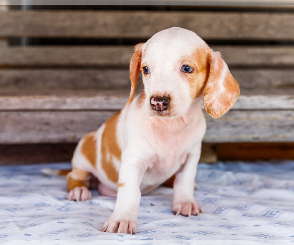 Medium Photo #31 Dachshund Puppy For Sale in WAKARUSA, IN, USA
