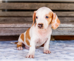 Small Photo #31 Dachshund Puppy For Sale in WAKARUSA, IN, USA