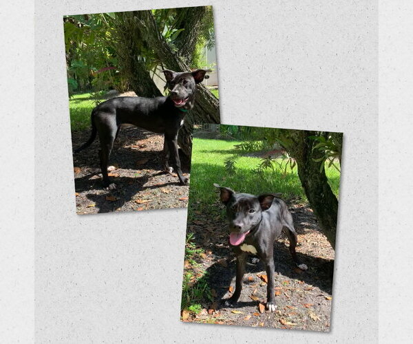 Medium Photo #2 Mutt Puppy For Sale in Naples, FL, USA